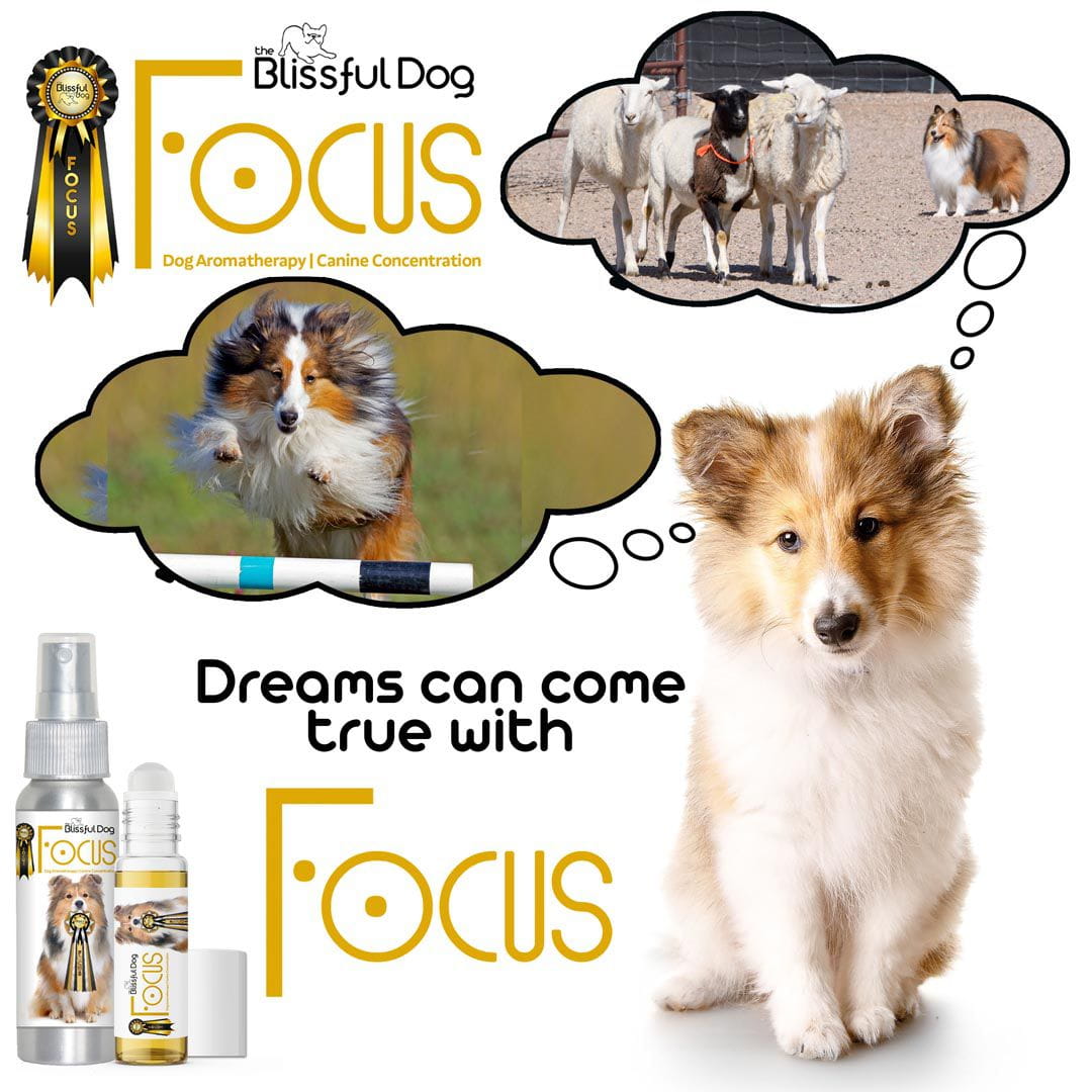 obedience shetland sheepdog